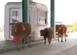 Даже коровы бегут из Молдовы