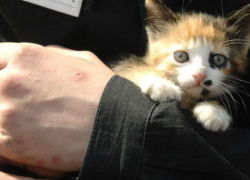 Мужчина на глазах маленьких девочек жестоко расправился с котенком в Тирасполе