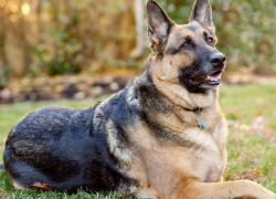 Шок! В Единцах мужчина украл и съел породистую собаку своего соседа