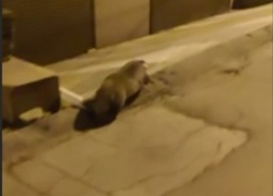 В Кишиневе орудуют барсуки