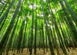 Молдову ждет облесение