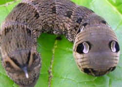 Пугающего "мутанта" с жалом и головой мыши снял на видео мужчина в Одесской области