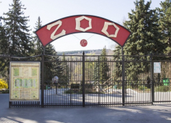В новогоднюю ночь обитатели Кишиневского зоопарка чуть не сошли с ума