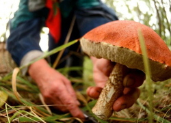 Семь человек отравились грибами за неделю: врачи призывают к осторожности