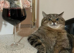 В Хынчештах мошенник представился хозяином винного комбината и продал его