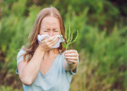 В Кишиневе начали борьбу с амброзией