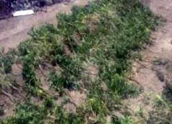 Грандиозную плантацию конопли в кукурузном поле обнаружила полиция Кишинева