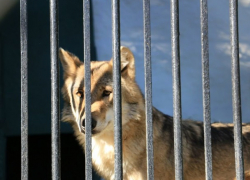 Глаза за решеткой: как выглядят животные, которые проводят свою жизнь в столичном зоопарке