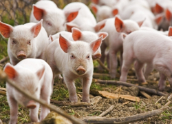 В населенном пункте Сорокского района подтвержден очаг свиного гриппа 