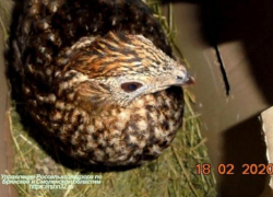 В Брянске задержан молдаванин, который вез в Москву двух живых фазанов для продажи