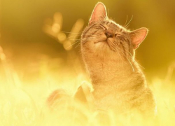 Понедельник в Молдове будет жарким 