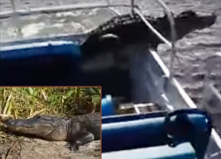 Молниеносный прыжок огромного крокодила в лодку к шокированным туристам сняли на видео