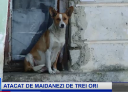 СМИ: В Бельцах бродячие собаки нападают на детей