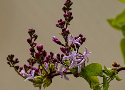 В выходные в Молдове ожидаются заморозки 