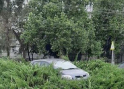 В Бельцах водитель припарковался прямо посреди кустов можжевельника
