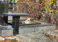 Среди нас больные люди! В Кишиневе с собаки содрали шкуру