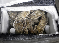 Молдаванина с устрицами сомнительного происхождения задержали на Брянской таможне