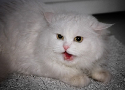 Бешеная кошка покусала человека в Комратском районе