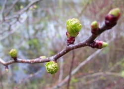 Днем до 10 градусов тепла, ночью – до 9 градусов мороза: погода в воскресенье 
