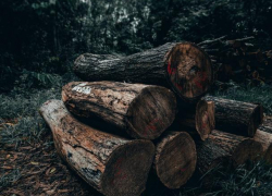 В Молдове лес будут вырубать на дрова – экологи в ужасе