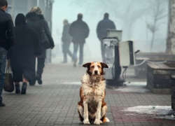 Неизвестные травят бездомных собак в Чадыр-Лунге