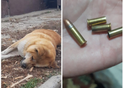 В Бэлэбэнештах по распоряжению примара застрелили собаку японской породы