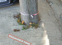 Идиотизм экстра-класса: строители залили бетоном грунт вокруг деревьев