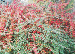 На Молдову идет похолодание – погода на четверг 