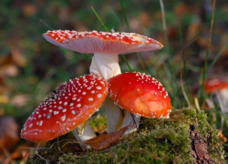 В Сороке 8 человек, в том числе годовалый ребенок, отравились грибами 