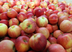 Яблоки уходят на сок: аграрии жалуются на рекордно низкие цены