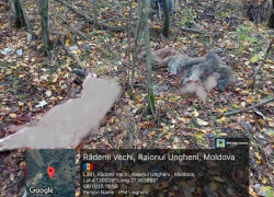 В Унгенском районе браконьер лишил жизни дикого кабана