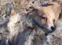 Душераздирающе: щенок никого не подпускал к своей маме, которую сбила машина