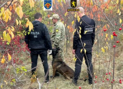 Собака нашла плантации конопли на 3 млн леев