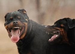 Разъяренные ротвейлеры растерзали мальчика в Тирасполе 