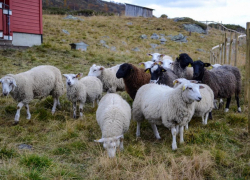 В Молдове есть вакансии пастухов