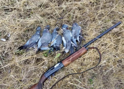 Житель села Скорцены стрелял в стаю голубей прямо на улице