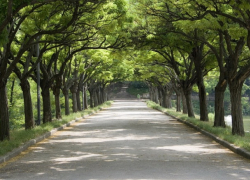 Кадастр зеленых насаждений хотят внедрить в Кишиневе