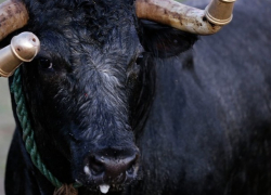 Разъяренный бык убил пастуха в Дрокии 