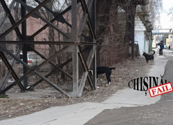 В Кишиневе у железнодорожного вокзала стая собак чудом не загрызла женщину на глазах сторожа