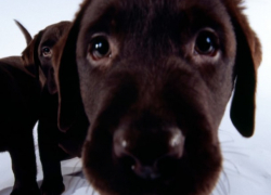 Шок! В Кишиневе собаке отрезали все лапы - бедняга передвигается на обрубках