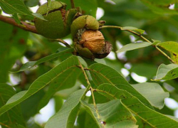 Женщина погибла от удара током при обрыве орехом провода в Чимишлийском районе