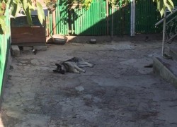 Отец умершей от укуса собаки девочки застрелил животное в лесу