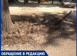 Эколог: все деревья в сквере Эминеску в Кишиневе росли нормально и пострадали только из-за рабочих 