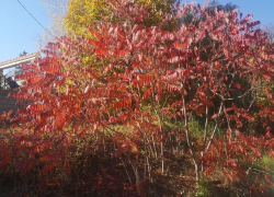 Последний день октября будет теплым и солнечным – погода в Молдове 