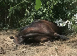 Ужасной смертью погибла лошадь в парке Валя Морилор