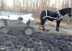 Под Рыбницей конь всю ночь смотрел на трагически погибшего хозяина