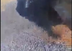 Фермерам приходится выбрасывать тонны слив, потому что им некому их продать