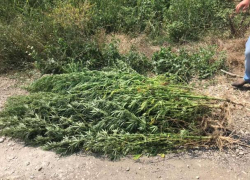 В Молдове продолжают находить крупные посадки конопли