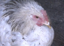 «Кур и гусей массово жгут на кострах»: эпидемия птичьей холеры идет по Оргеевскому району