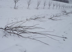 В Хынчештском районе неизвестные уничтожили чужой сад самым варварским способом